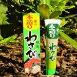 Wasabi